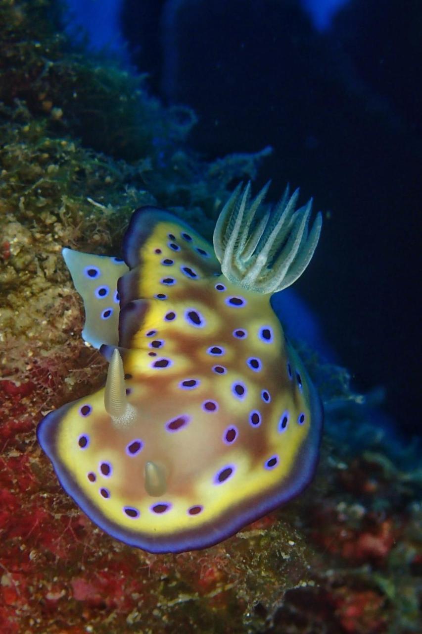 Heng-ch'un藍洞潛水Blue Hole Dive Center住宿加早餐旅馆 外观 照片